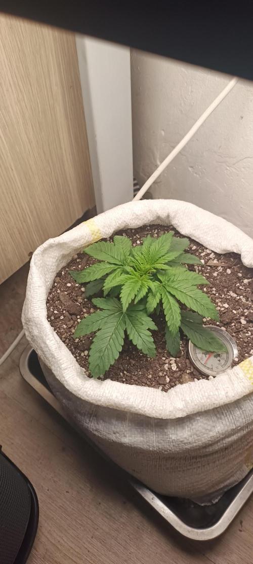 Banana purple punch auto. Week 2 - Day 17