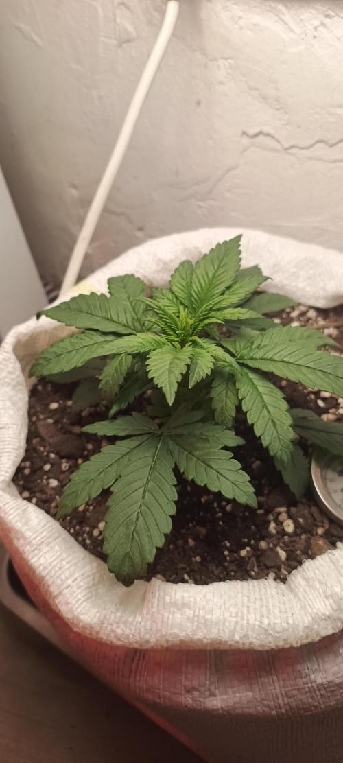 Banana purple punch auto. Week 2 - Day 18