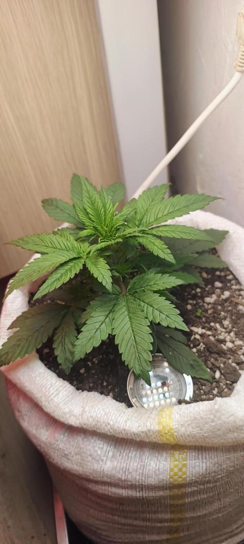Banana purple punch auto. Week 2 - Day 20
the leaves are fleshy to the touch like spinach