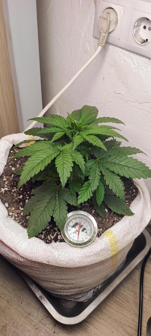Banana purple punch auto. Week 2 - Day 21
I give her more water, 350 ml