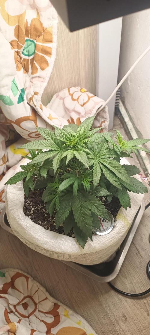 Banana purple punch auto. Week 3 - Day 23 
12 side branches