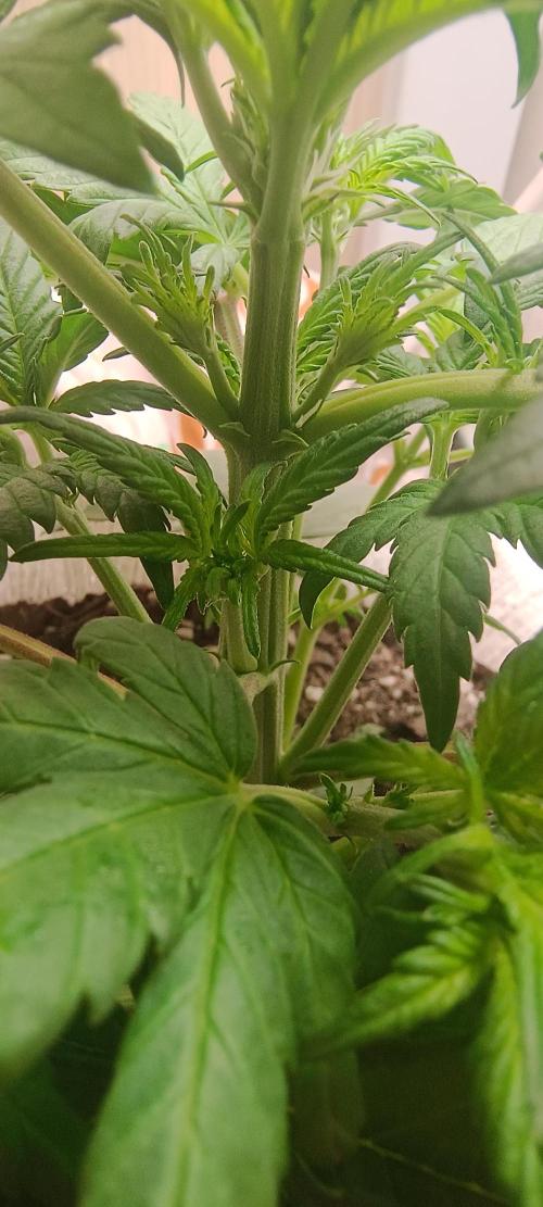 Banana purple punch auto. Week 3 - Day 23
Pinky growed his first pistil 💜