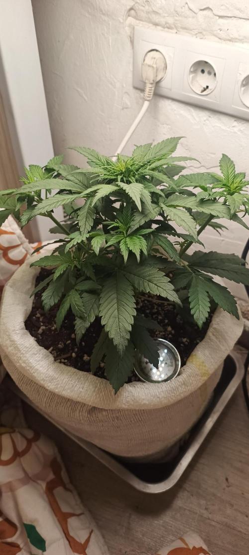 Banana purple punch auto. Week 3 - Day 25
The leafs ar big and healty
