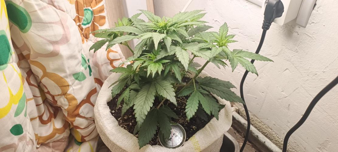 Banana purple punch auto. Week 3 - Day 25
Growed 2 side branches high as the top of the plant