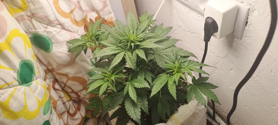 Banana purple punch auto. Week 3 - Day 26