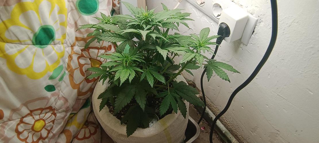 Banana purple punch auto. Week 3 - Day 27