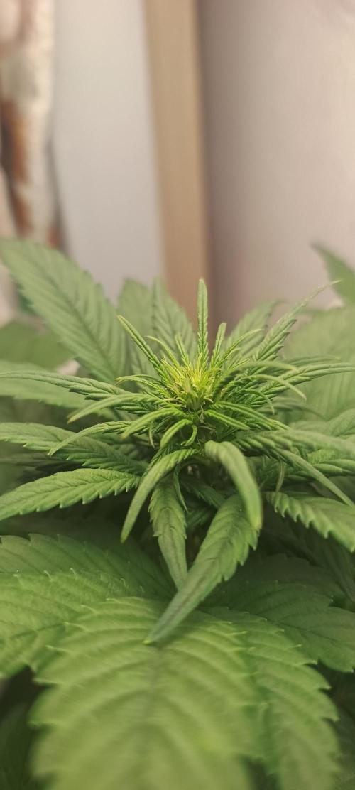 Banana purple punch auto. Week 3 - Day 27