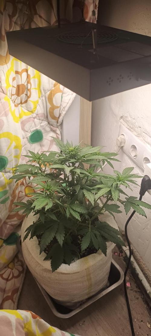 Banana purple punch auto. Week 3 - Day 28