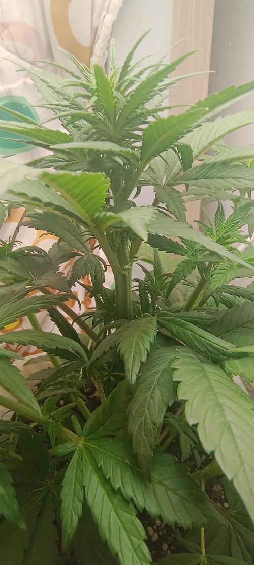 Banana purple punch auto. Week 3 - Day 28