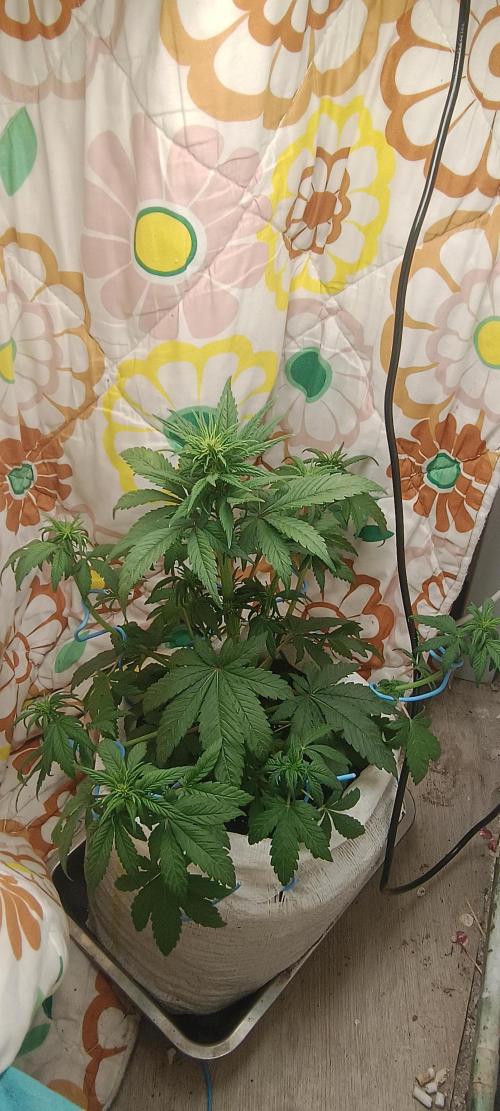 Banana purple punch auto. Week 4 - Day30
The plant works good with LST