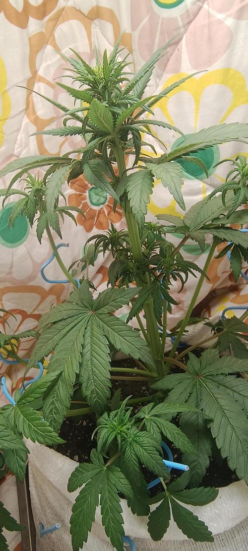 Banana purple punch auto. Week 4 - Day 30 
Half of time paste 🙏😇