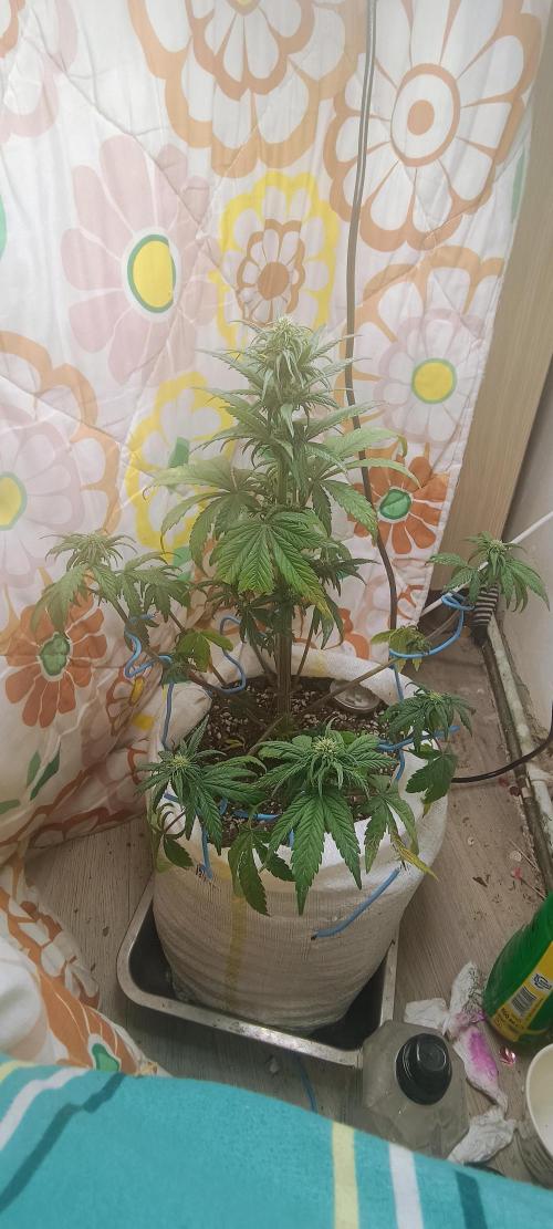 Banana purple punch auto. Week 5 - Day 35
Still some leafs burnt :⁠-⁠|