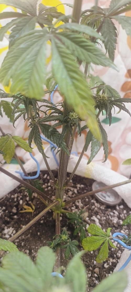 Banana purple punch auto. Week 5 - Day 35.
The plant is getting purple