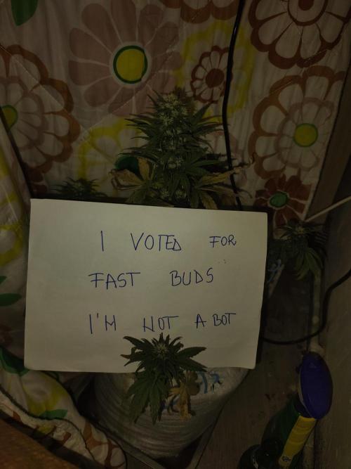 Banana purple punch auto. Week 6 - Day 49