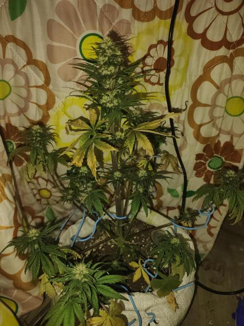 Banana purple punch auto. Week 6 - Day 49
