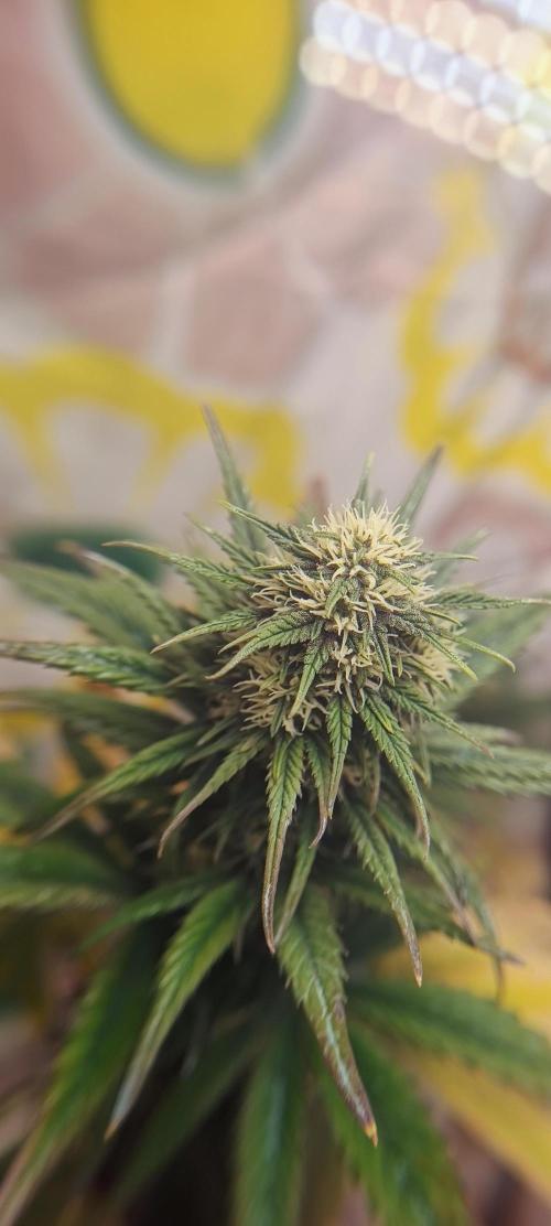 Banana purple punch auto. Week 6 - Day 50
She grows trichimes 