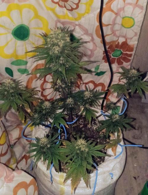 Banana purple punch auto. Week 8 - Day 49