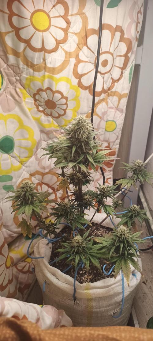Banana purple punch auto. Week 8 - Day 50