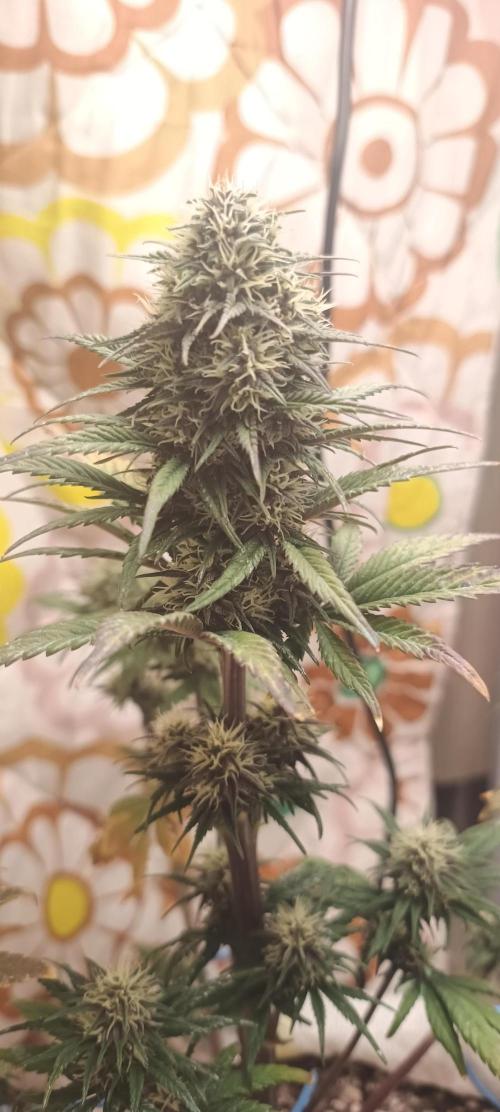 Banana purple punch auto. Week 8 - Day 50