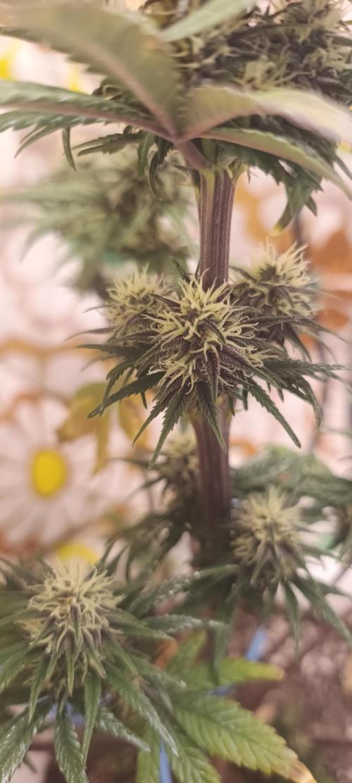 Banana purple punch auto. Week 8 - Day 50