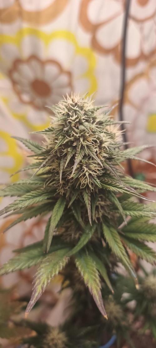 Banana purple punch auto. Week 8