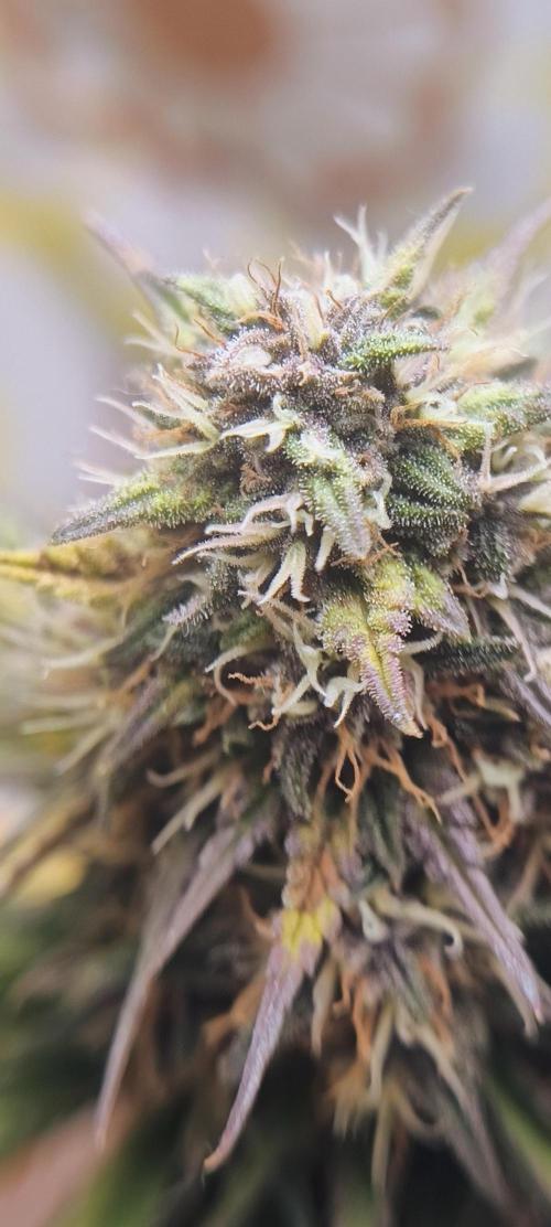 Banana purple punch auto. Week 7 - Day 53