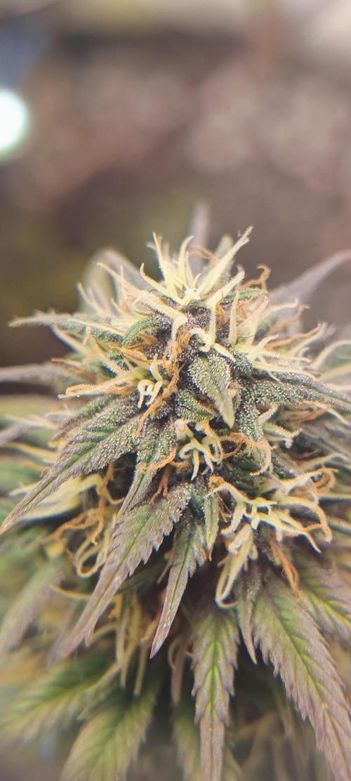 Banana purple punch auto. Week 7 - Day 53