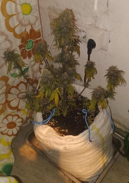 Banana purple punch auto. Week 8 - Day 56