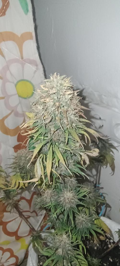 Banana purple punch auto. Week 8 - Day 56
