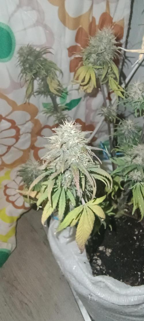 Banana purple punch auto. Week 8 - Day 56