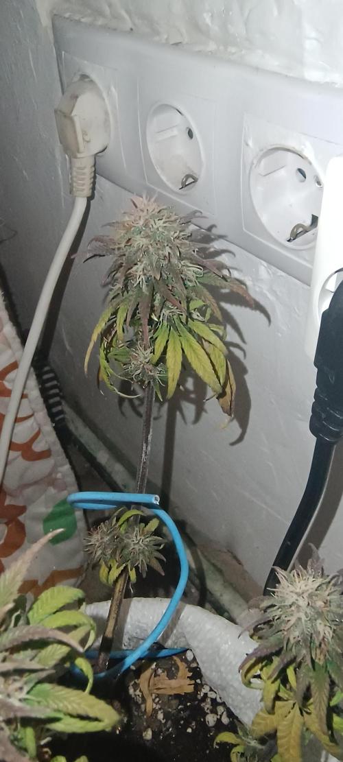 Banana purple punch auto. Week 8 - Day 56