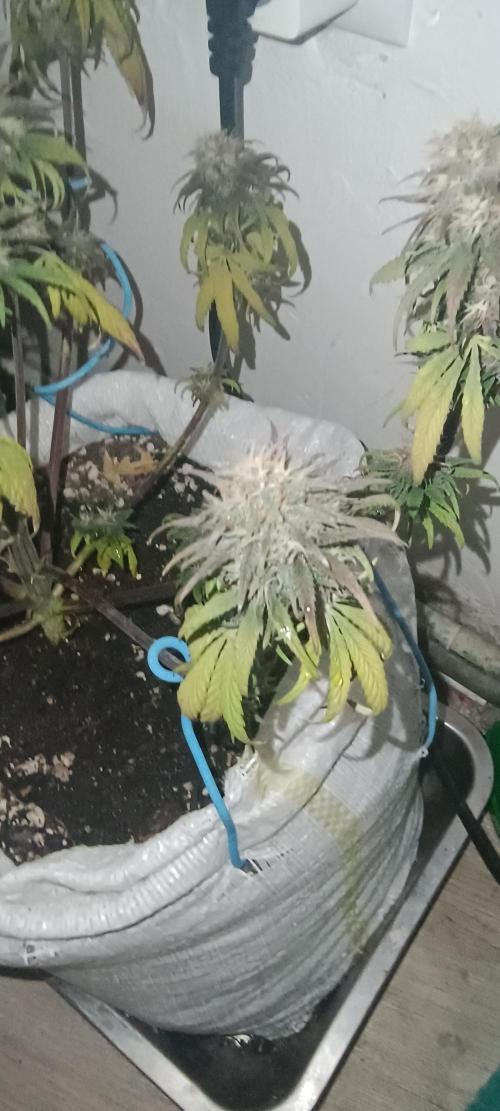 Banana purple punch auto. Week 8