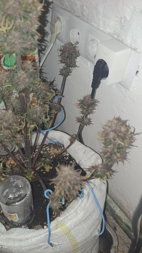 Banana purple punch auto