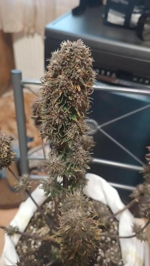 Banana purple punch auto