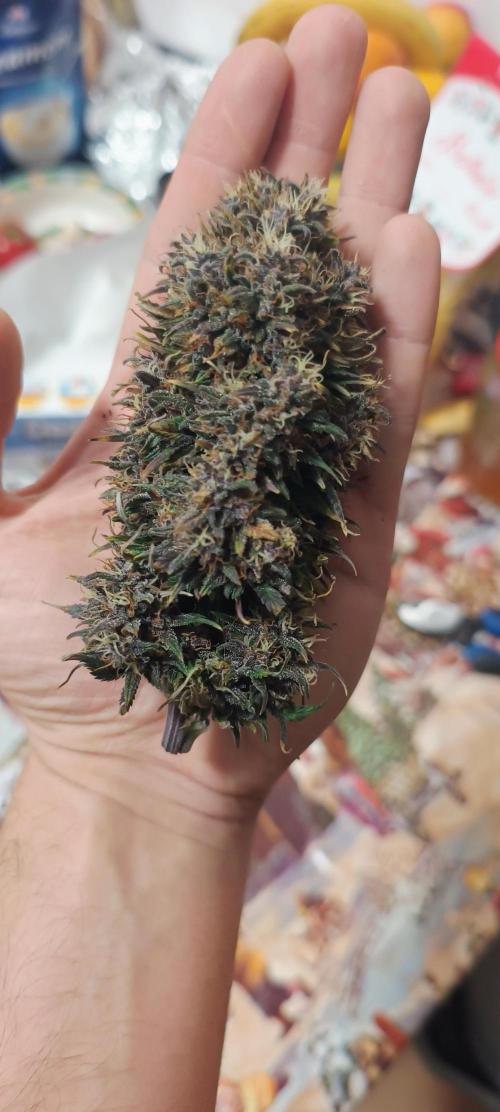 Banana purple punch auto. Week 9