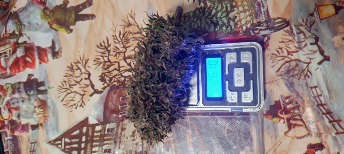 Banana purple punch auto. Week 9