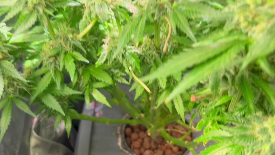 Eleven Roses Delicious Seeds DWC