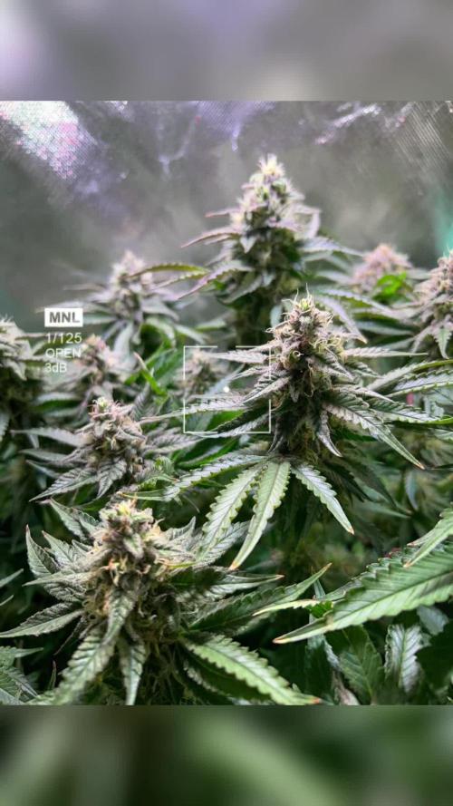 Eleven Roses Delicious Seeds DWC