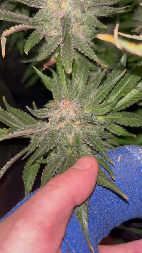 Eleven Roses Delicious Seeds DWC