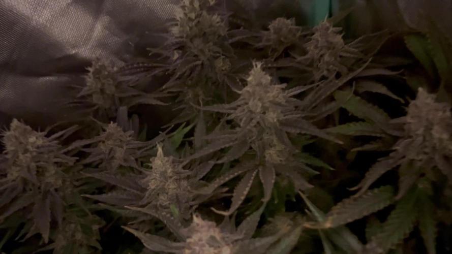 Eleven Roses Delicious Seeds DWC