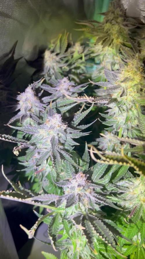 Eleven Roses Delicious Seeds DWC