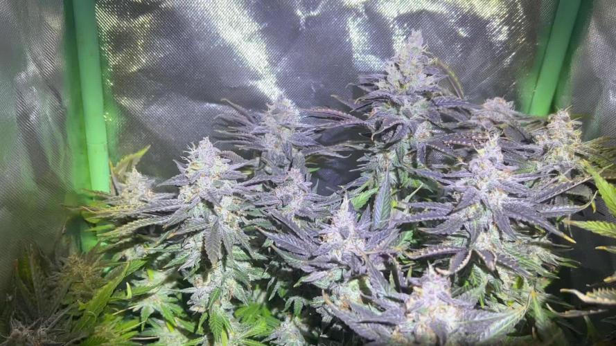Eleven Roses Delicious Seeds DWC