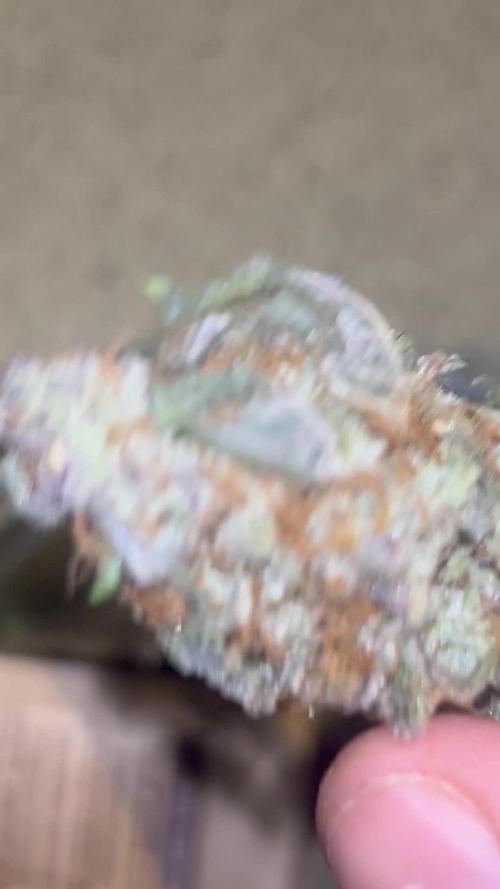 Eleven Roses Delicious Seeds DWC