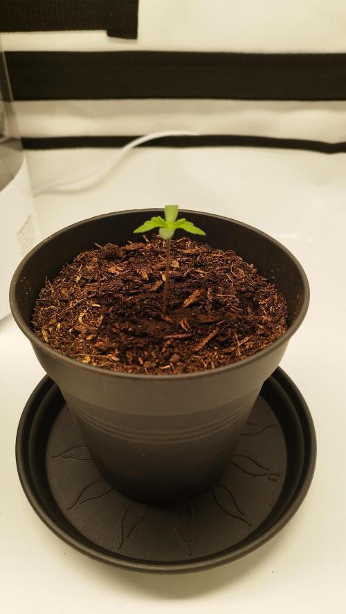 Back 2 Future (Bud Voyage). Week 1 - rechts