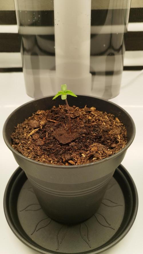 Back 2 Future (Bud Voyage). Week 1 - mitte