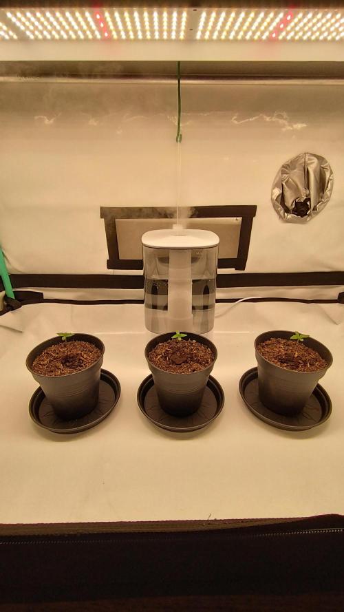 Back 2 Future (Bud Voyage). Week 1