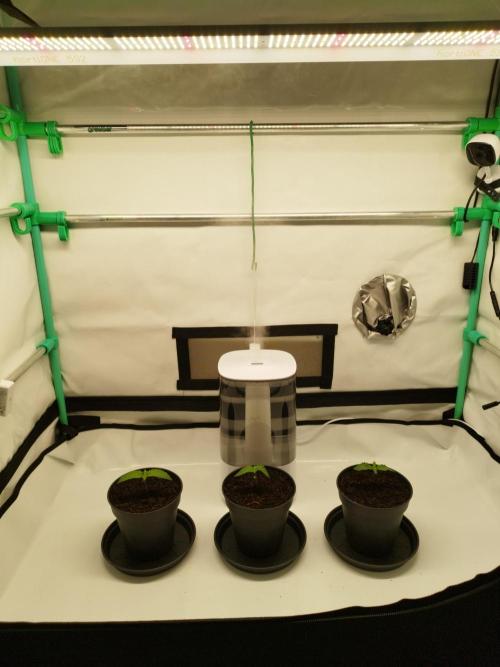 Back 2 Future (Bud Voyage). Week 2