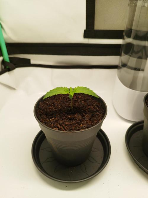 Back 2 Future (Bud Voyage). Week 2