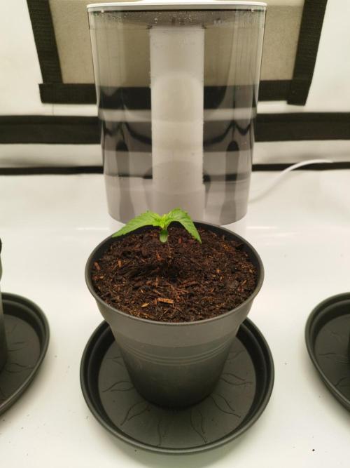 Back 2 Future (Bud Voyage). Week 2