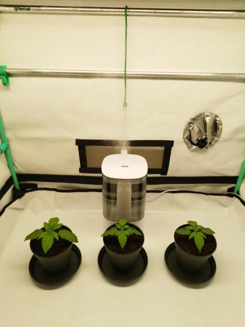 Back 2 Future (Bud Voyage). Week 2